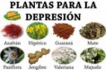 /album/galeria-fotografica/hierbas-depresion-jpg1/